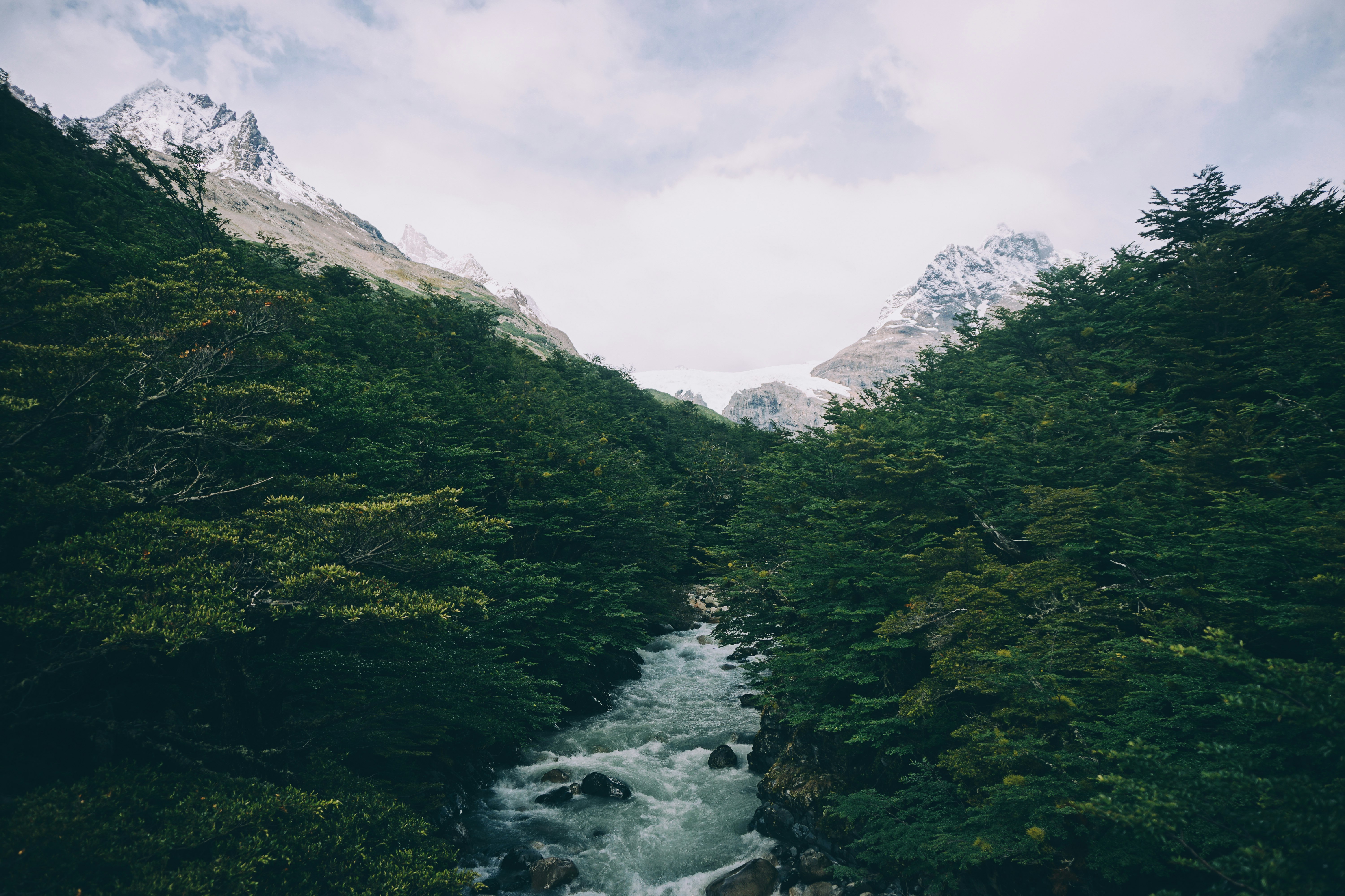 river between trees during daytime